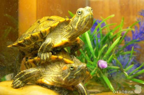 Отзыв о Красноухая черепаха | Радость для детей - забота родителям